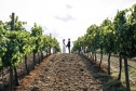 vineyard wedding in tuscany